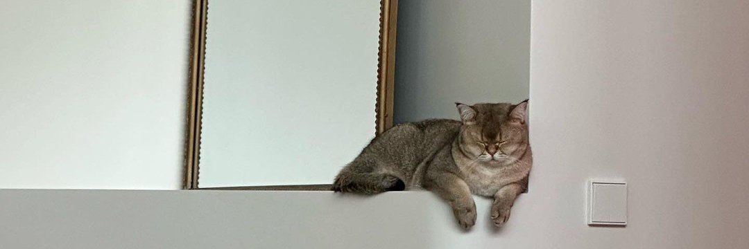 ʕ•͡ɛ•͡ʼʼʔ banner