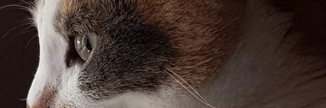 darkventure_98's profile banner image