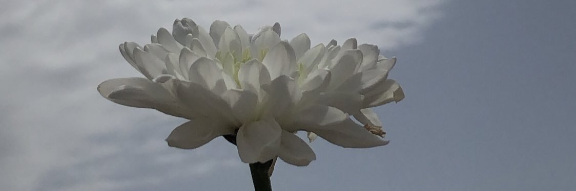 ms_amora's profile banner image