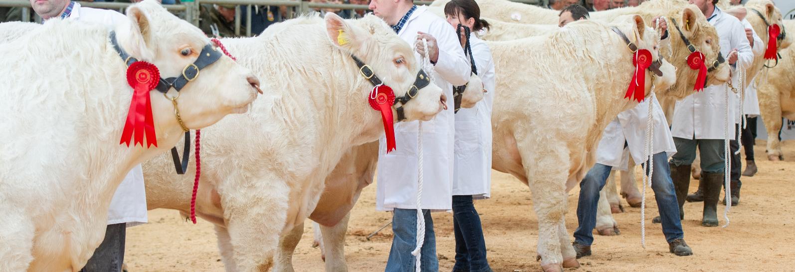 Welshpool Market banner