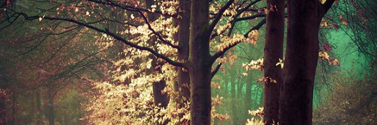 Lydia Moorlag banner