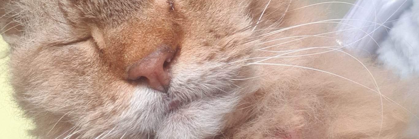 PoppysPets5's profile banner image