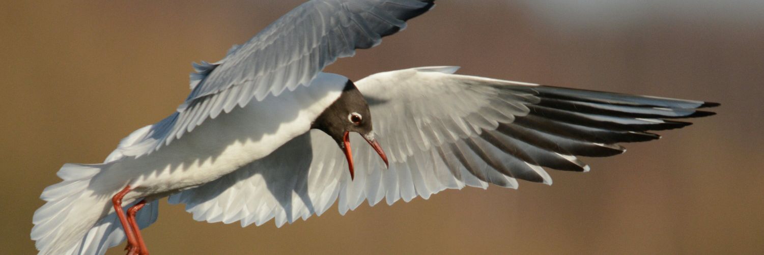 peerieweeotter's profile banner image