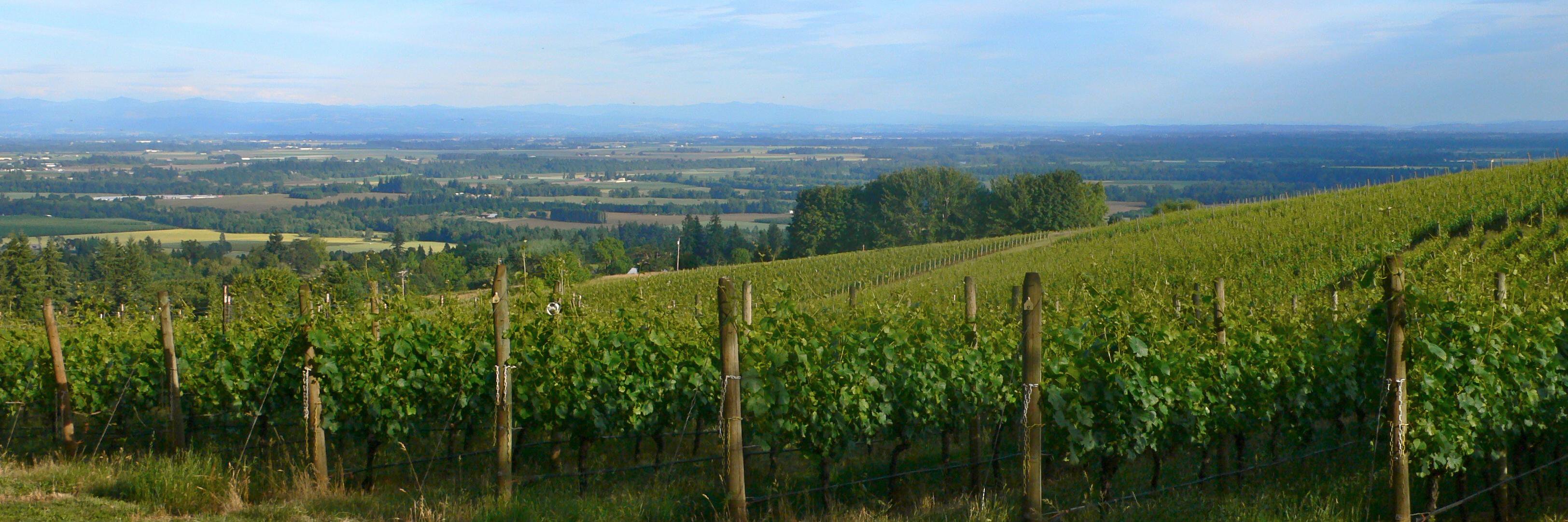 wvwines's profile banner image