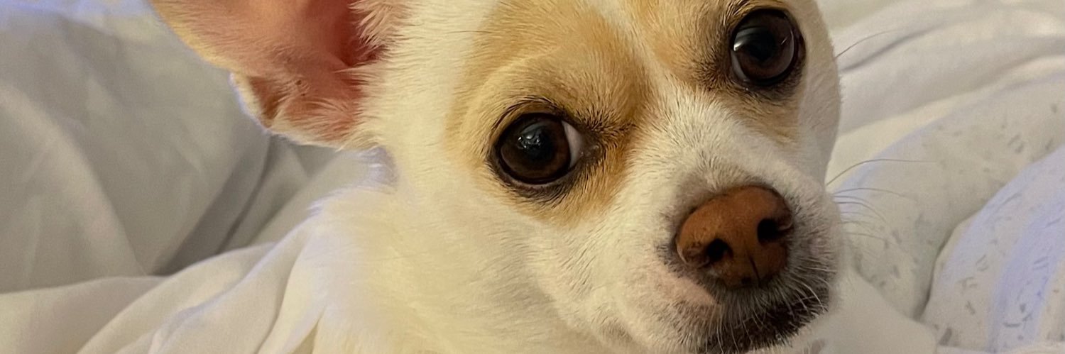 🇺🇸Lou’s BLUE ❤️’s Daisy 2🌻Left2Center🌊💙🗽 banner