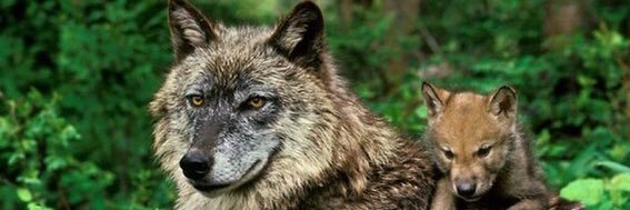 roVelldou ||*|| banner