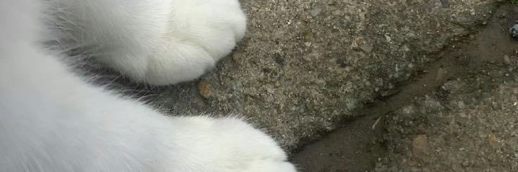 ran_ilifz's profile banner image