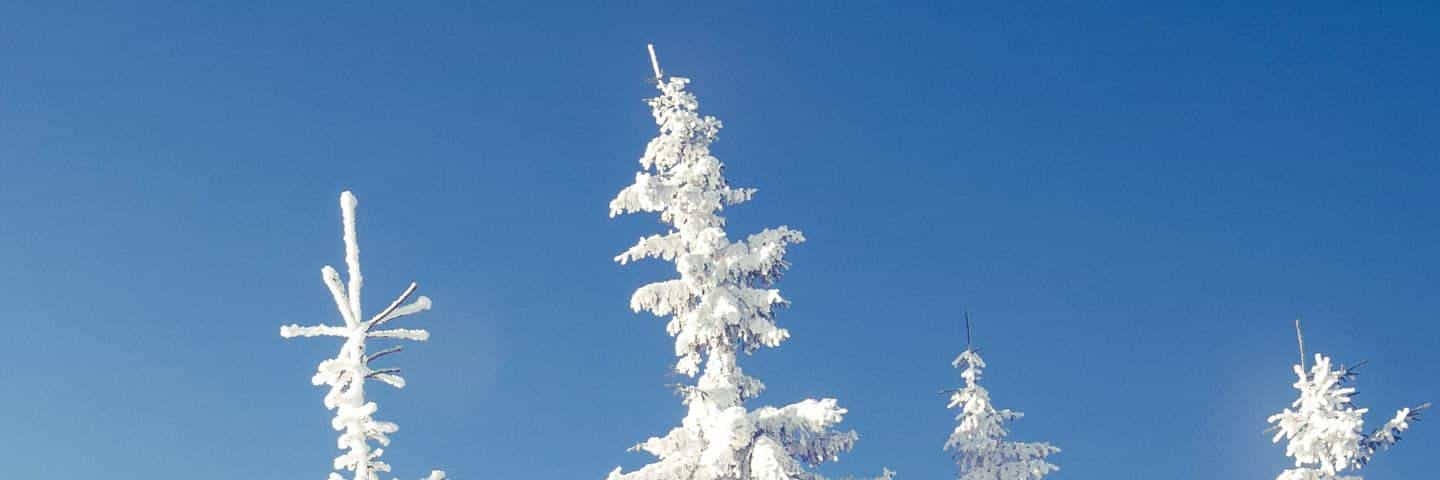 الدبلوماسي banner