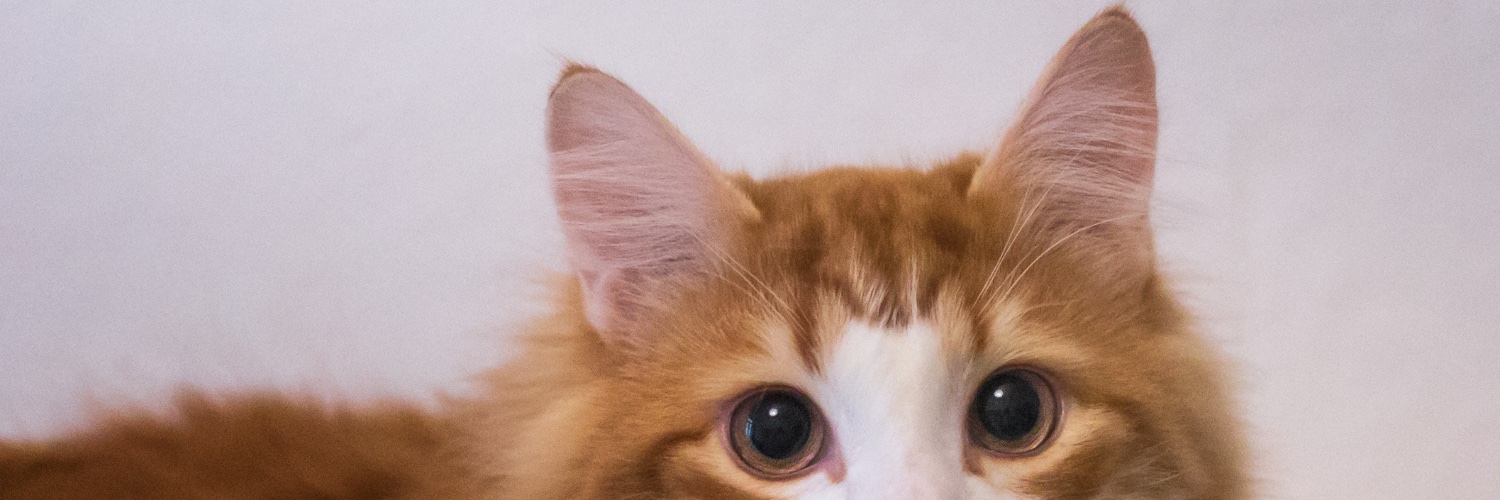 InfectiousCat's profile banner image