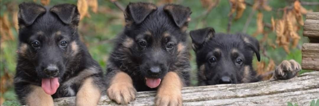 GSDCofAmerica's profile banner image