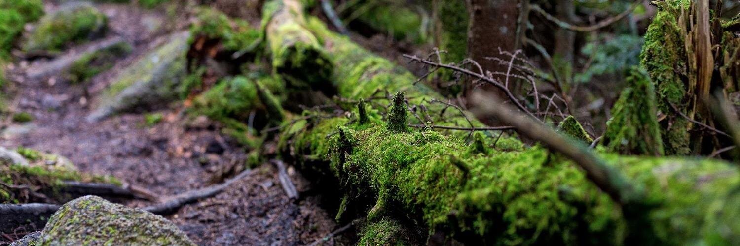 Kevin Bonham 🚽🦠👨🏼‍🔬 banner