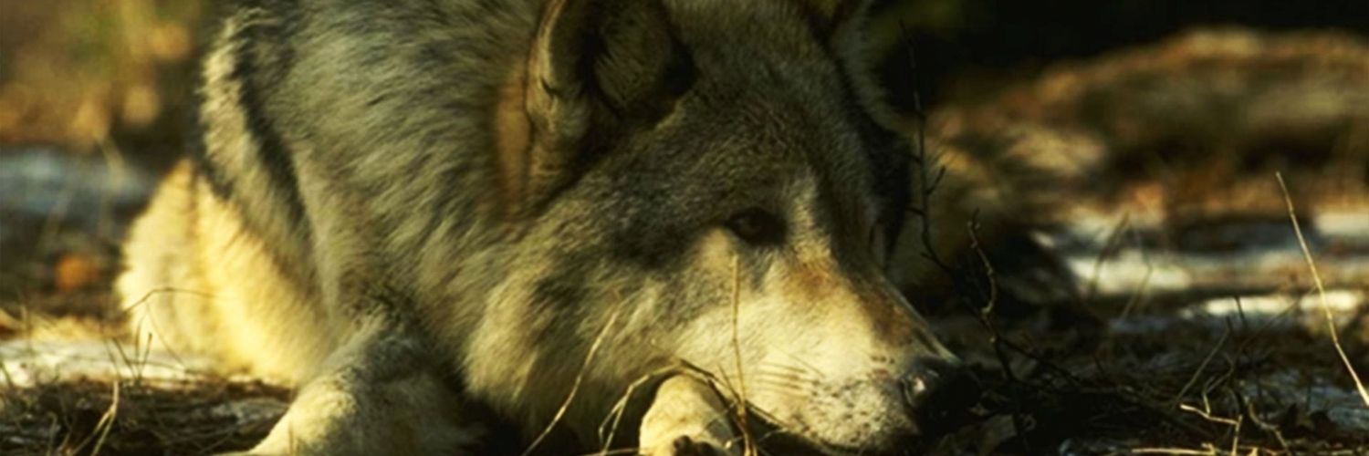 Descar0s's profile banner image