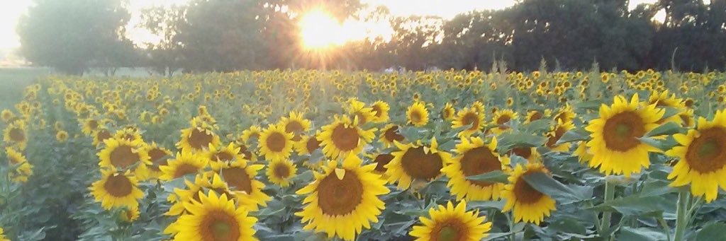 EmilyWendland's profile banner image