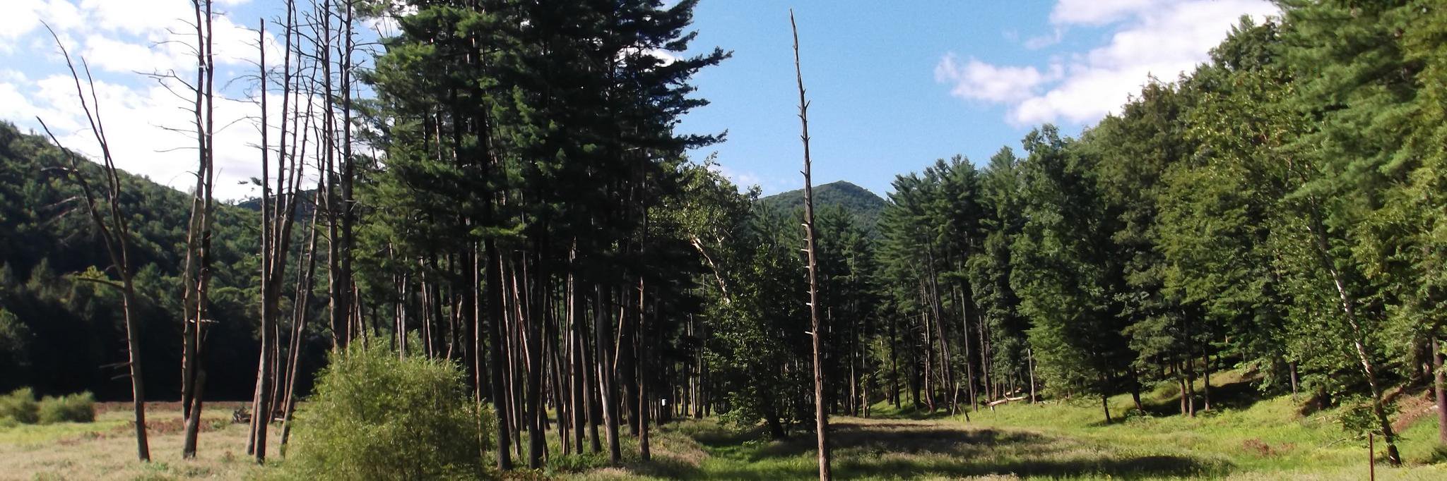 Robert S. Robbins banner