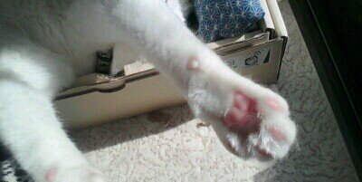 はむ@タ🐯イ🐰バ🐅ニ🐇は生きる糧🌭 banner