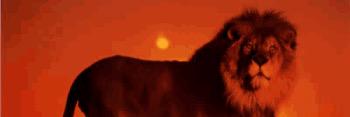 realbrvndo's profile banner image