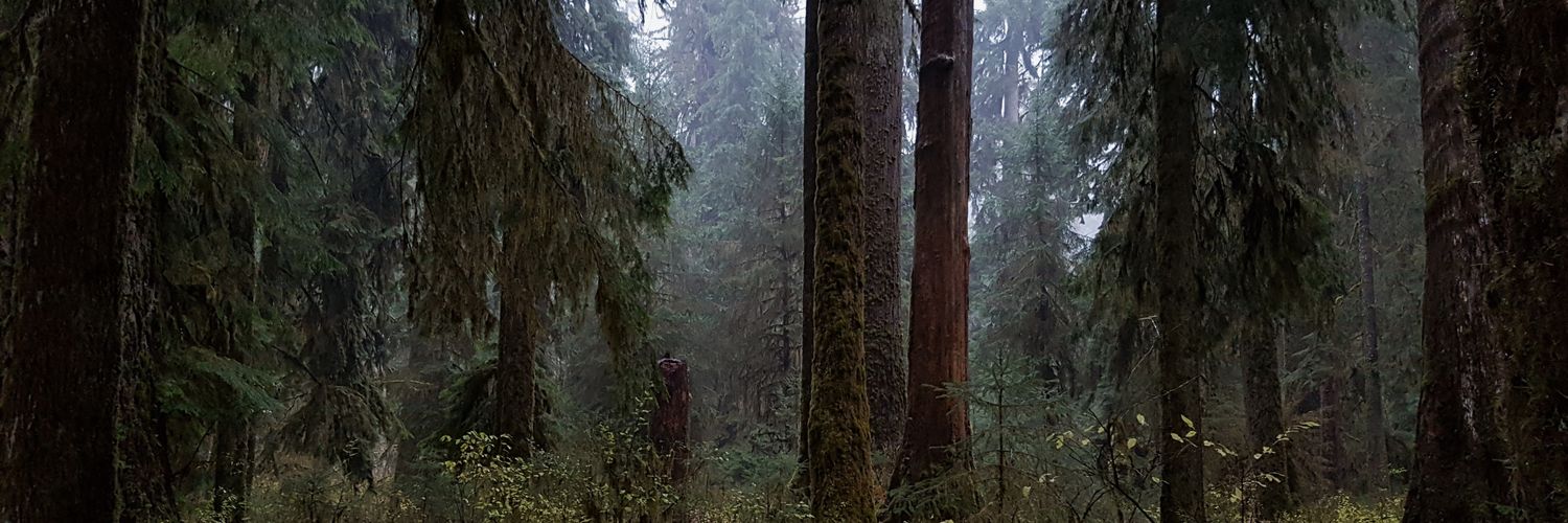 lifeslasagna's profile banner image