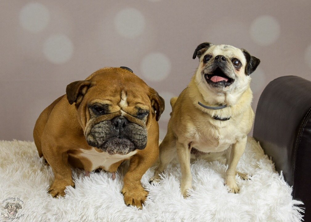 lilopug's profile banner image