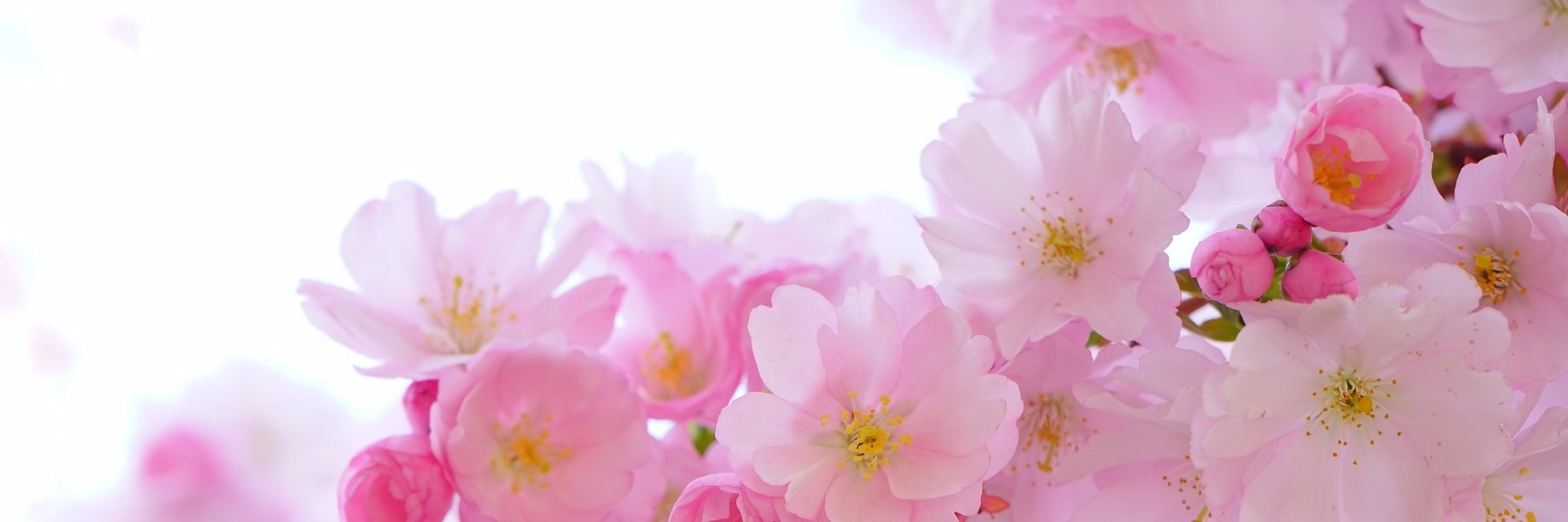 B12 Vitamin Store banner