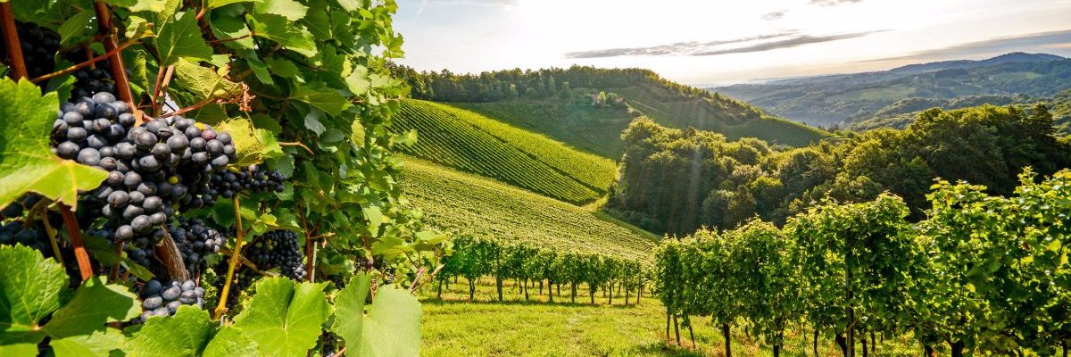 WineryEscape's profile banner image
