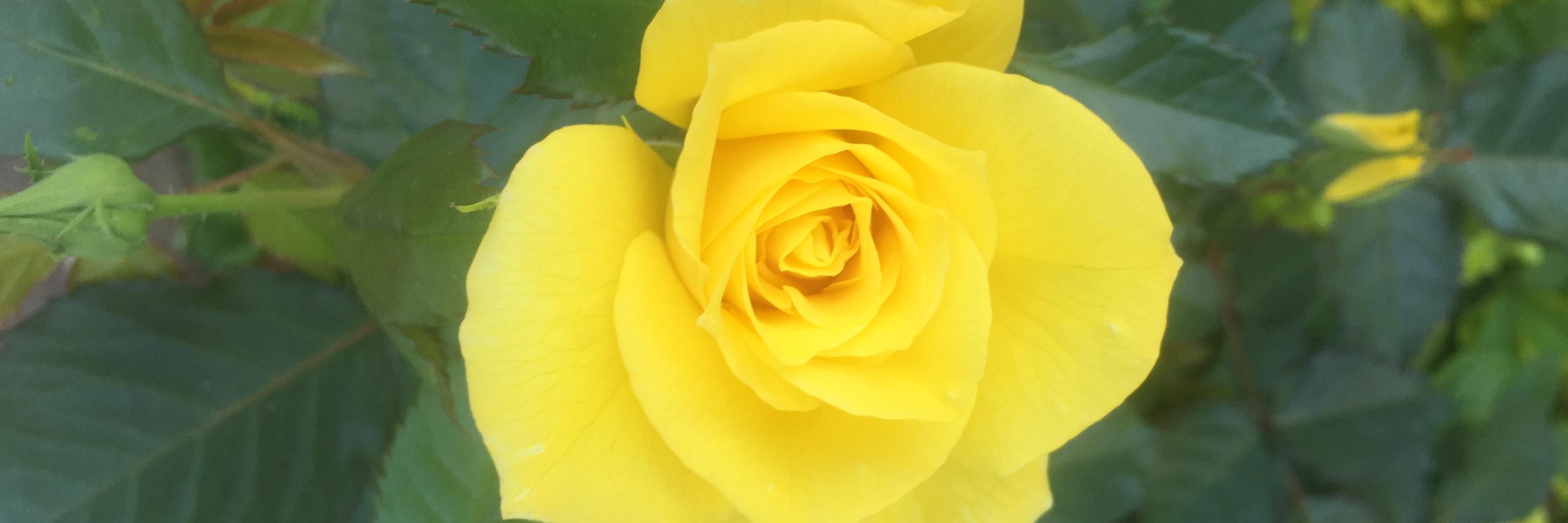 muteender's profile banner image