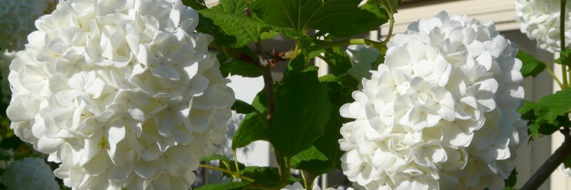 Christine Le Bas banner