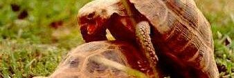 tortoise_tim's profile banner image
