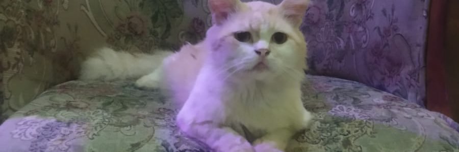 endanglst's profile banner image