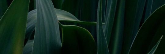 assonancee's profile banner image