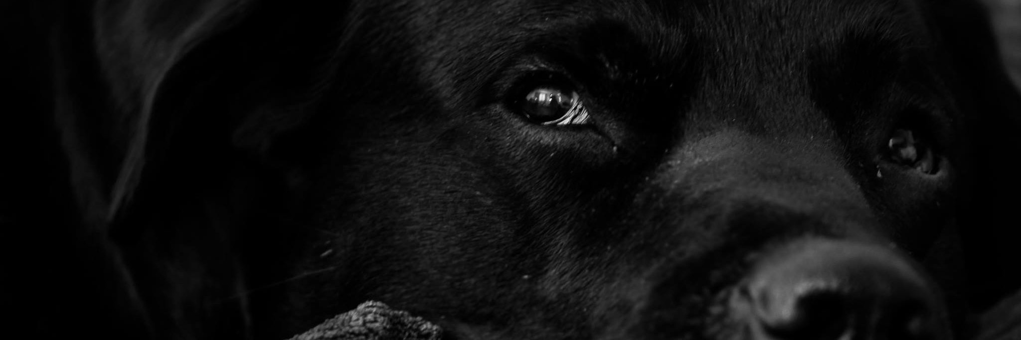 theBergmanLife's profile banner image