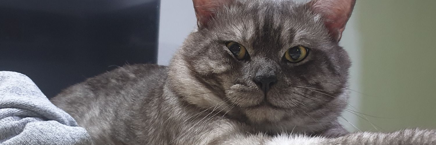 ItsLucyOneMagic's profile banner image