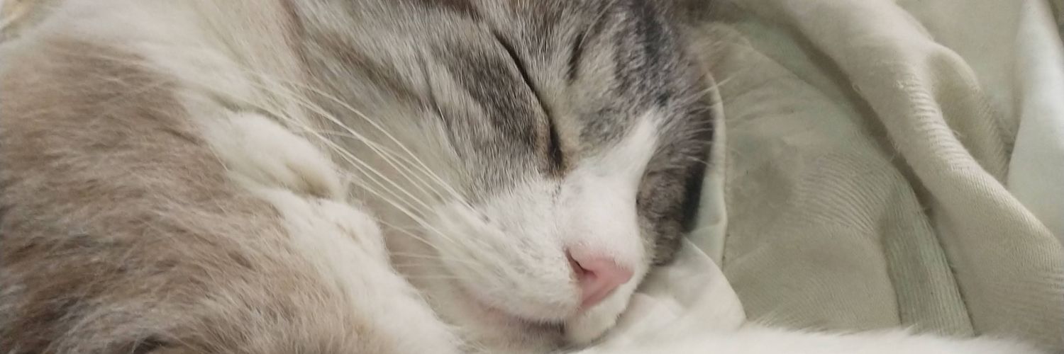 LarihCastrosz's profile banner image
