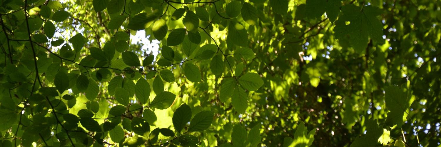 Taxonomy_Hero's profile banner image
