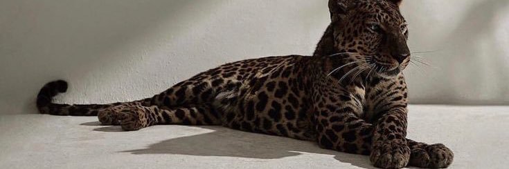 tnfreire_'s profile banner image