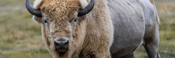 MetisCrossing Profile Banner