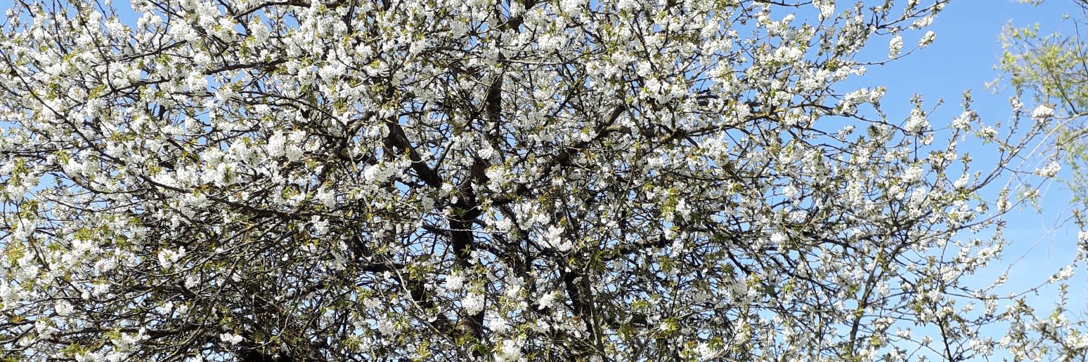 Armelle Schaefer banner