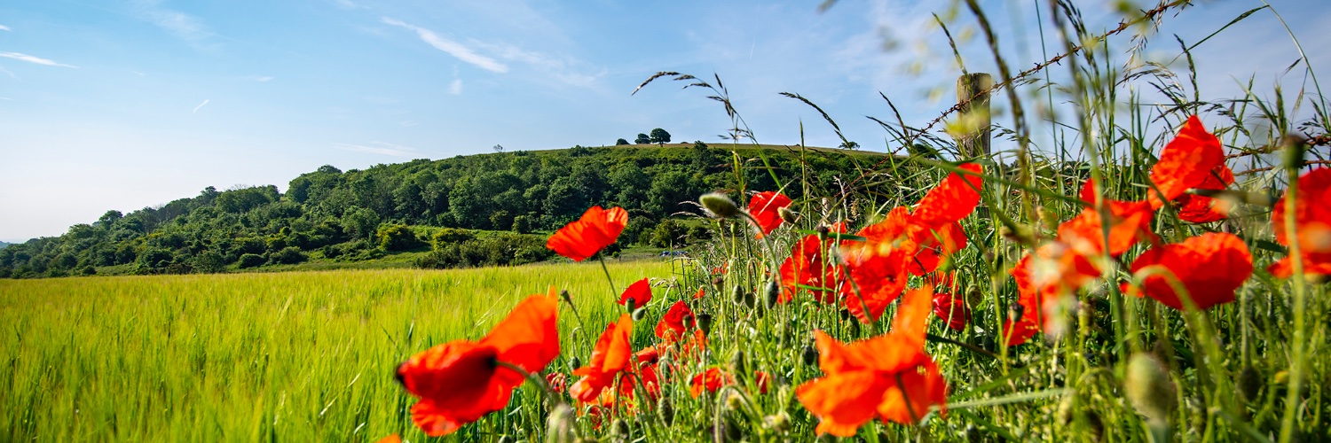 Love the South Downs banner
