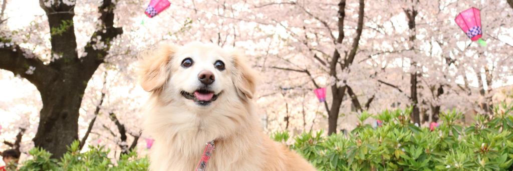 ihyoro's profile banner image