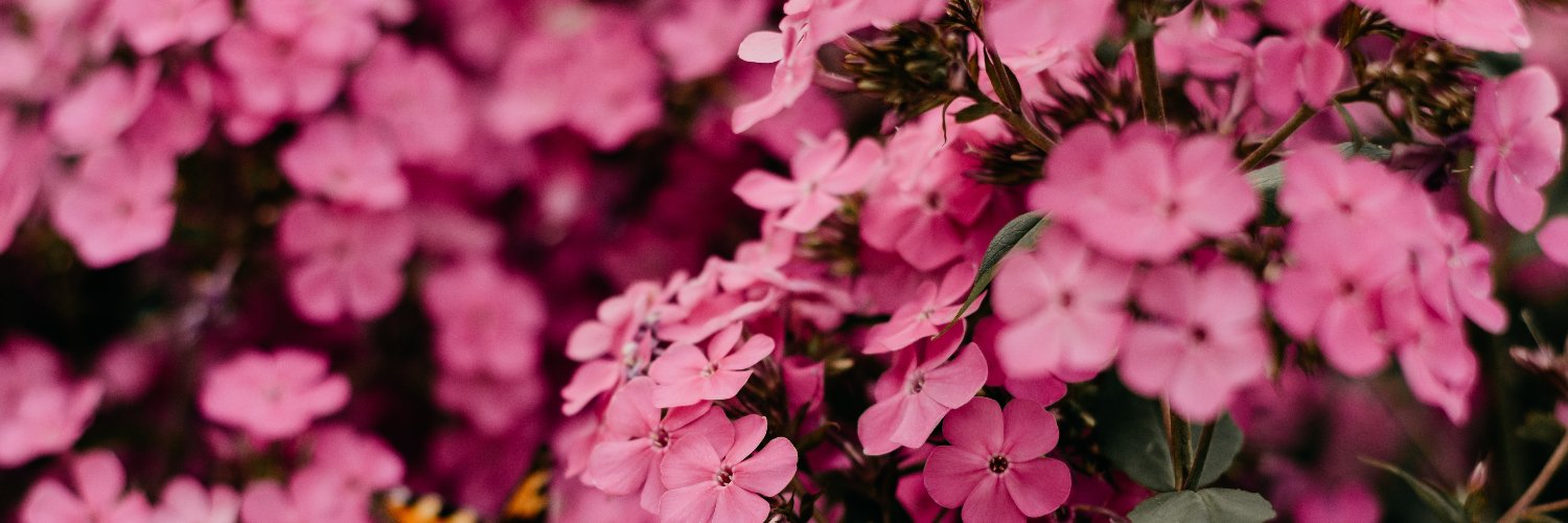 laurelas's profile banner image