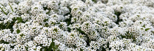 akhileshsharma1 Profile Banner