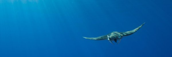 OceanoAzulF Profile Banner