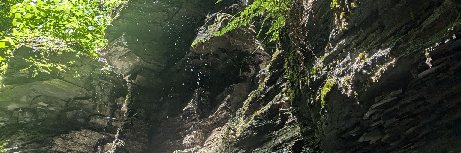 Ⓥ 🕸 𝔙𝔢𝔤𝔢𝔱𝔞𝔟𝔩𝔢 ℭ𝔞𝔯🌜𝔞𝔰𝔰 🕸 banner