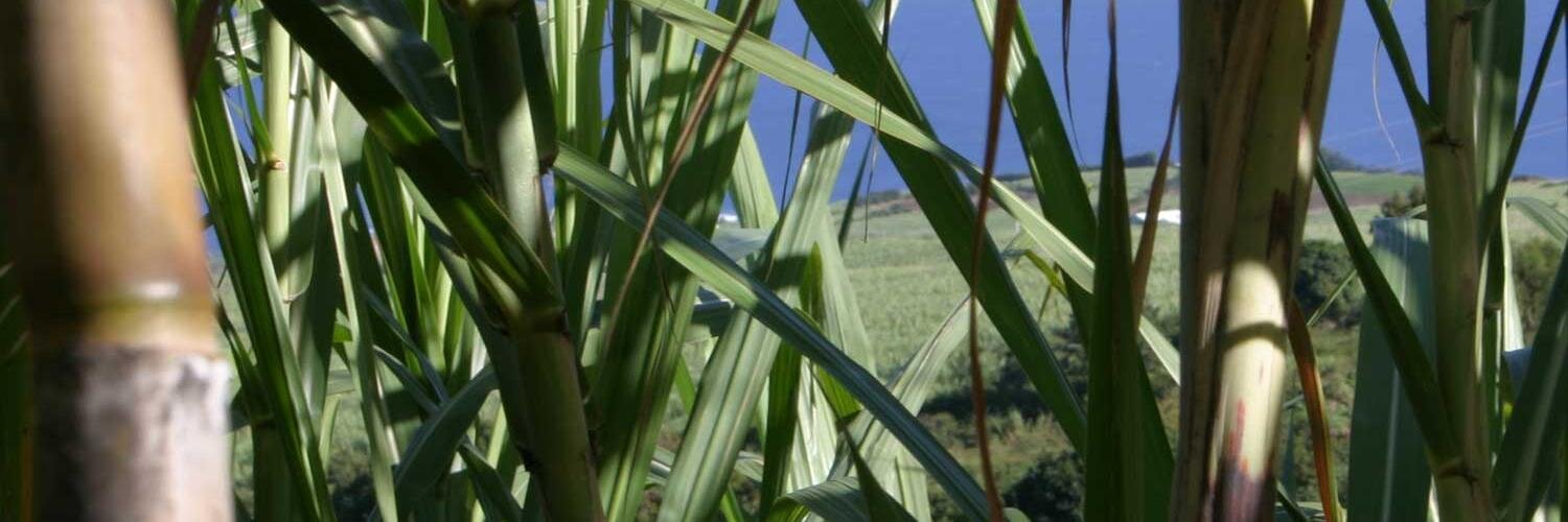 temoignages's profile banner image