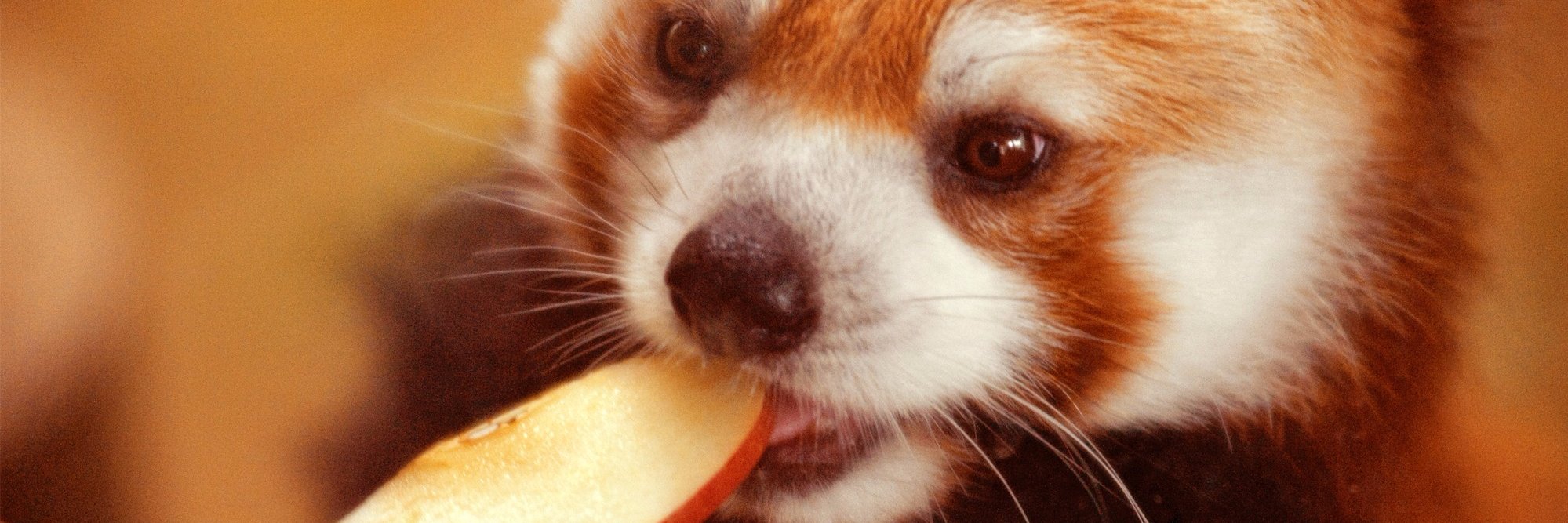 redapplepanda's profile banner image