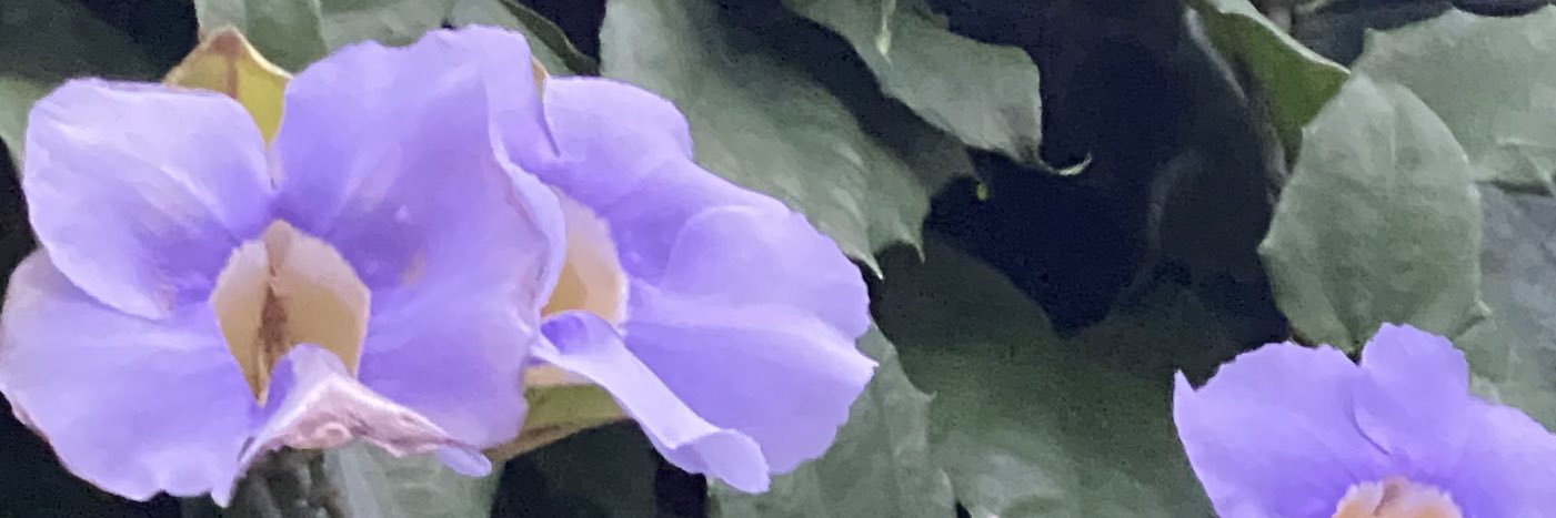 lisashatch's profile banner image