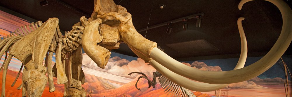 Nevada State Museum banner