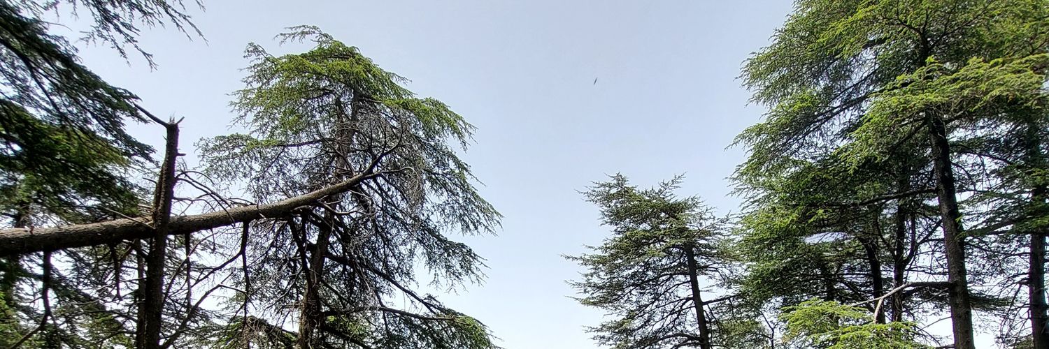 Saghbiny's profile banner image