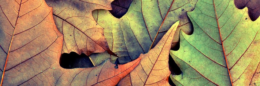 AlmaEvins's profile banner image