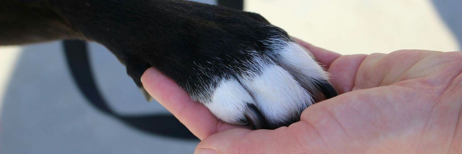 Jessiethepitmix's profile banner image