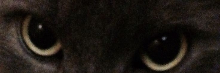 dya banner